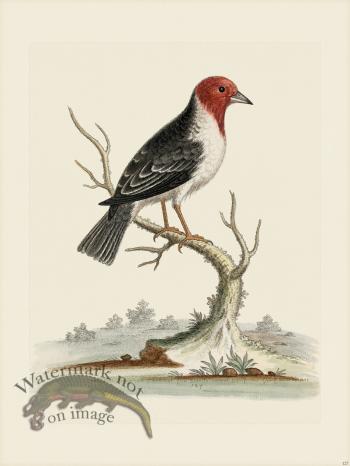 Edwards 127 Dominican Cardinal